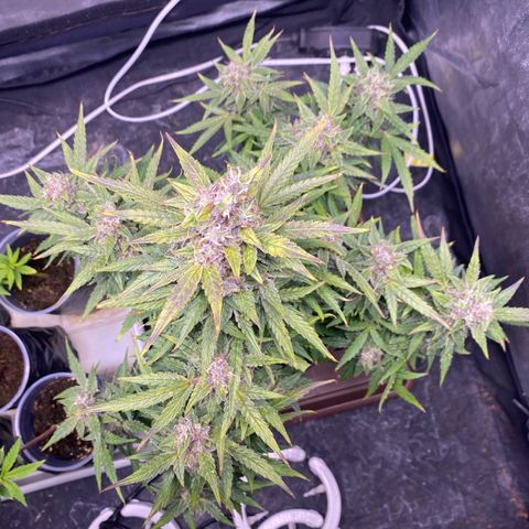 Gorilla Zkittlez Auto #1 growlog timeline photo