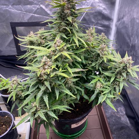 Gorilla Zkittlez Auto #1 growlog timeline photo