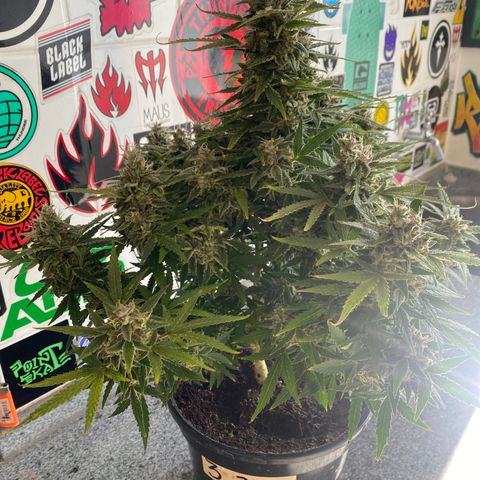 Gorilla Zkittlez Auto #1 growlog timeline photo