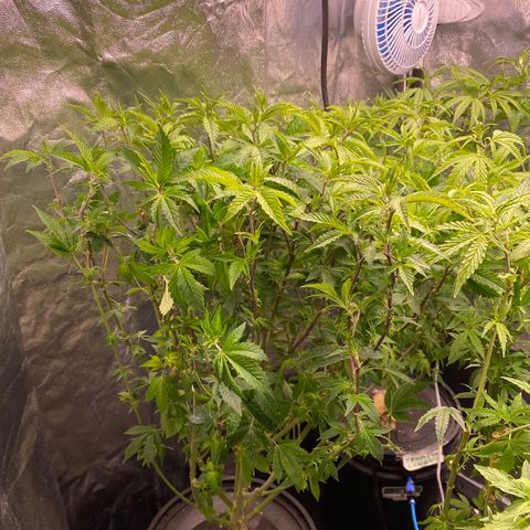 Mimosa Evo #2 growlog photo: Desfolhação 