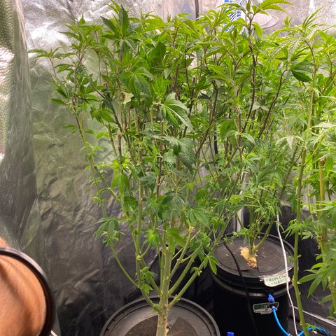 Mimosa Evo #2 growlog photo: Desfolhação 