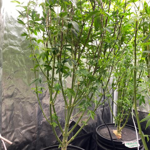Mimosa Evo #2 growlog photo: Desfolhação 