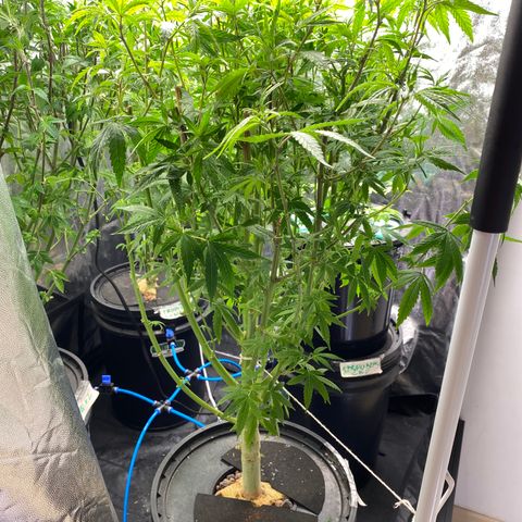 Medical Grape CBD #2 growlog photo: Desfolhação 