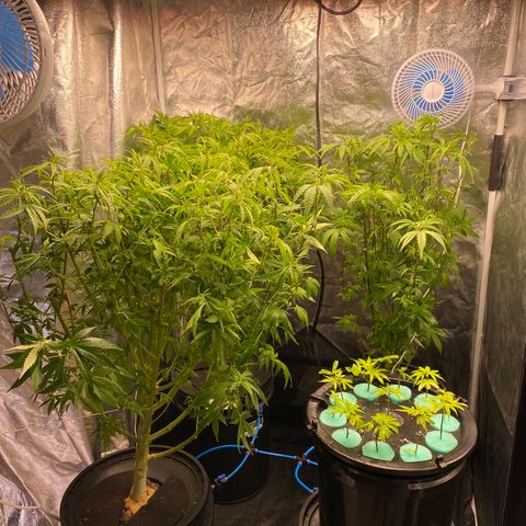 Medical Grape CBD #2 growlog photo: Desfolhação 