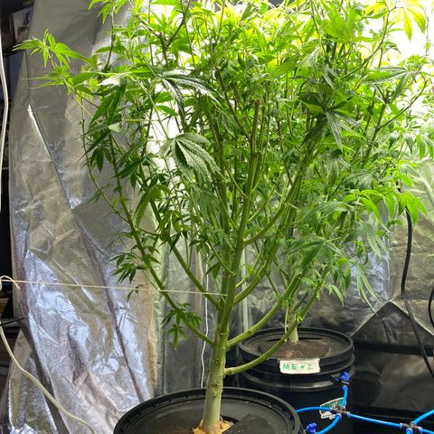 Medical Grape CBD #2 growlog photo: Desfolhação 
