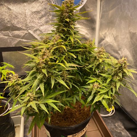 Gorilla Zkittlez Auto #1 growlog timeline photo