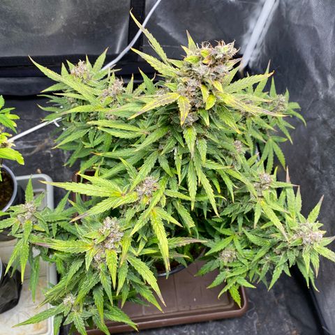 Gorilla Zkittlez Auto #1 growlog timeline photo