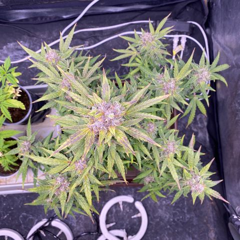 Gorilla Zkittlez Auto #1 growlog timeline photo