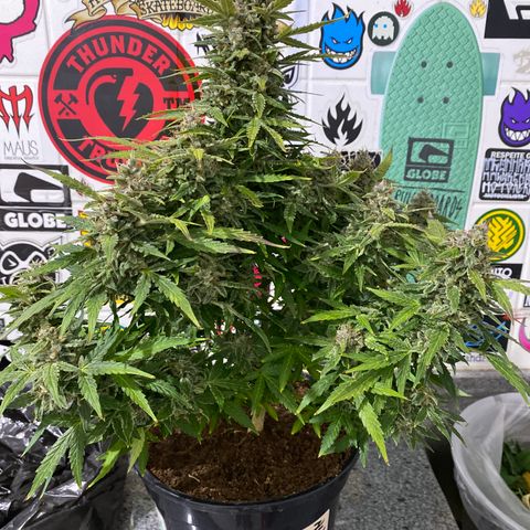 Gorilla Zkittlez Auto #1 growlog photo: Colheita