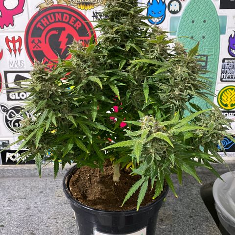 Gorilla Zkittlez Auto #1 growlog photo: Colheita