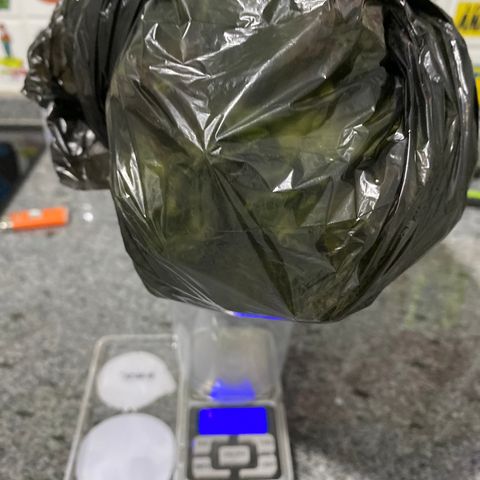Gorilla Zkittlez Auto #1 growlog timeline photo