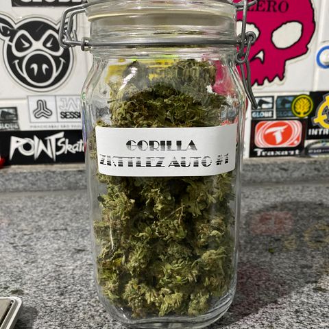 Gorilla Zkittlez Auto #1 growlog timeline photo