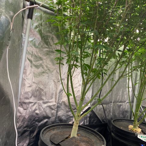 Mimosa Evo #2 growlog timeline photo