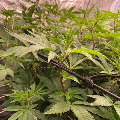 Mimosa Evo #2 growlog timeline photo