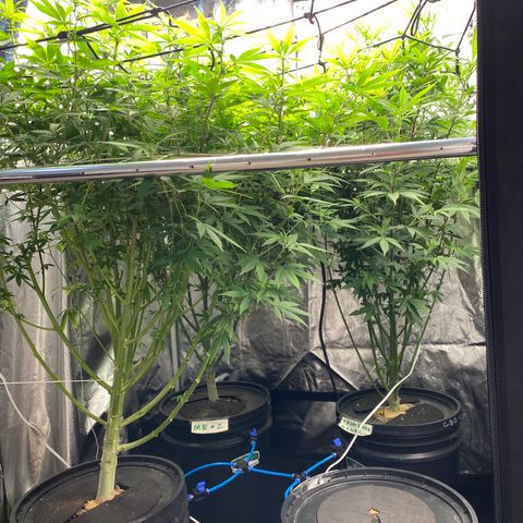 Medical Grape CBD #2 growlog timeline photo