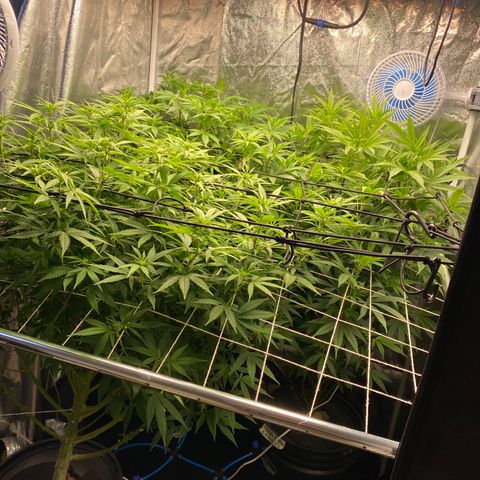 Medical Grape CBD #2 growlog timeline photo