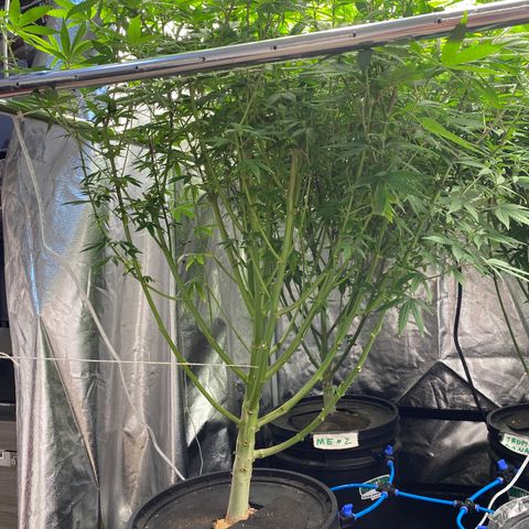 Medical Grape CBD #2 growlog timeline photo