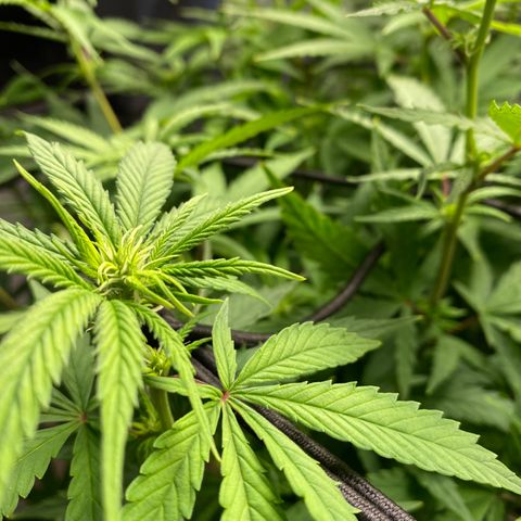 Medical Grape CBD #2 growlog timeline photo