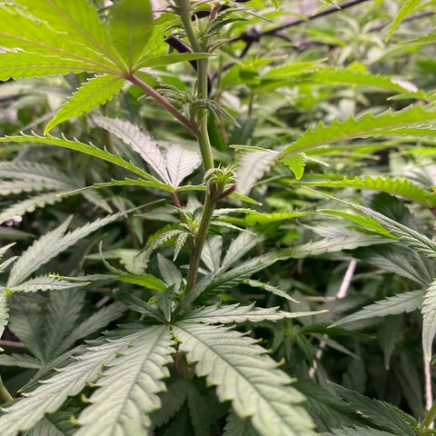 Medical Grape CBD #2 growlog timeline photo