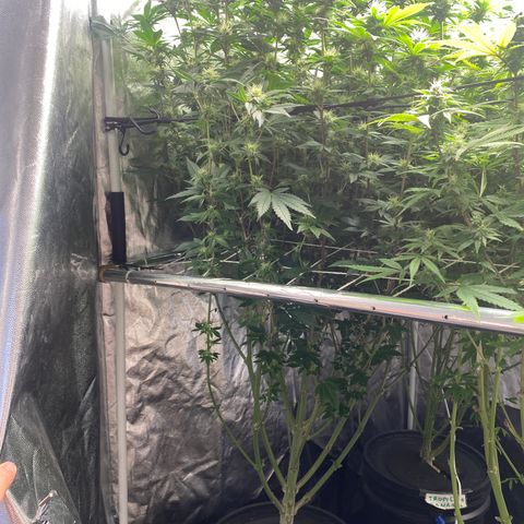 Mimosa Evo #2 growlog timeline photo
