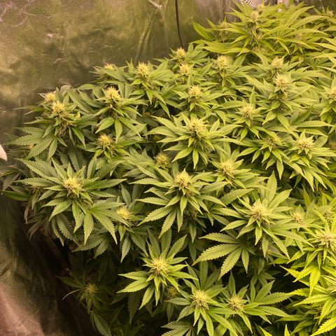 Mimosa Evo #2 growlog timeline photo