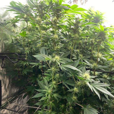 Mimosa Evo #2 growlog timeline photo