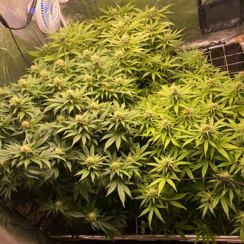 Mimosa Evo #2 growlog timeline photo