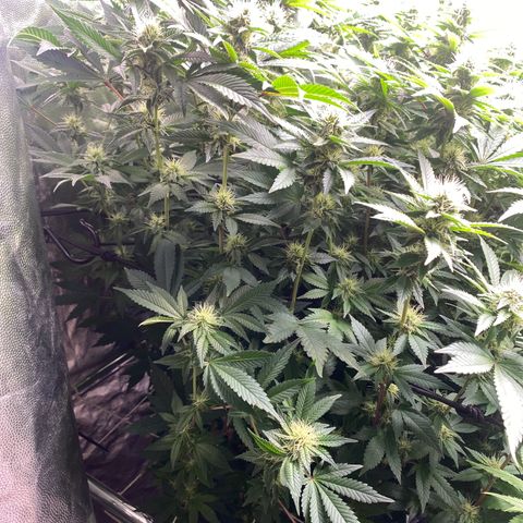 Mimosa Evo #2 growlog timeline photo