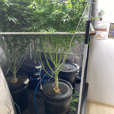 Medical Grape CBD #2 growlog timeline photo