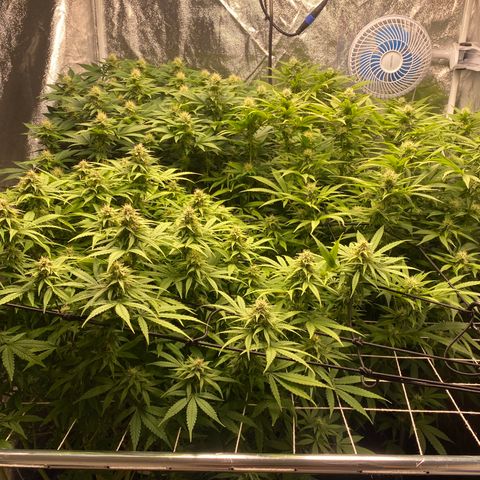 Medical Grape CBD #2 growlog timeline photo