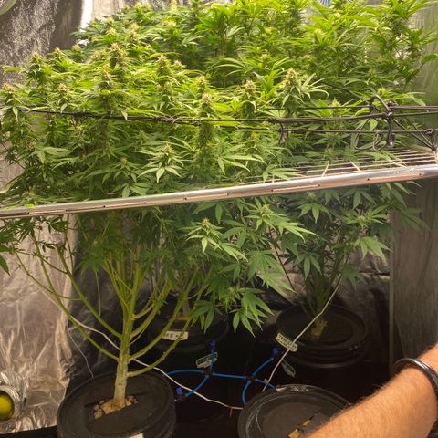 Medical Grape CBD #2 growlog timeline photo