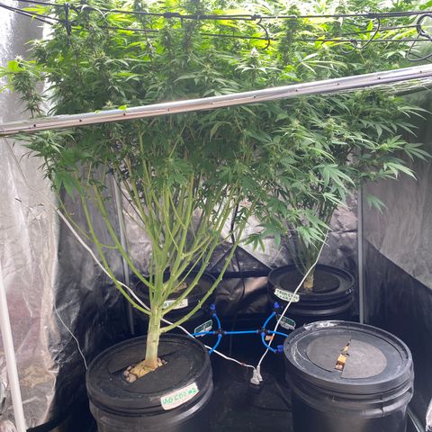 Medical Grape CBD #2 growlog timeline photo