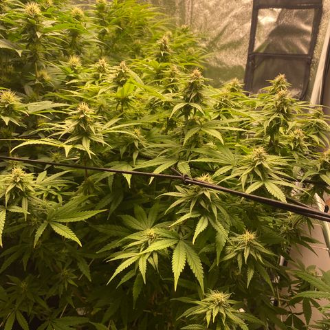 Medical Grape CBD #2 growlog timeline photo