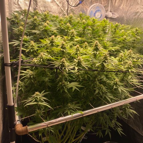 Medical Grape CBD #2 growlog timeline photo