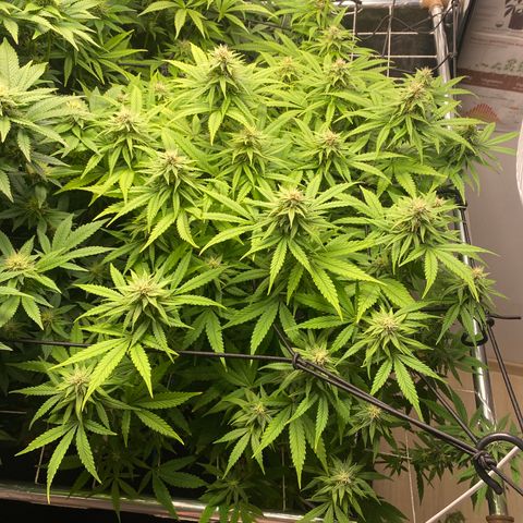 Medical Grape CBD #2 growlog timeline photo