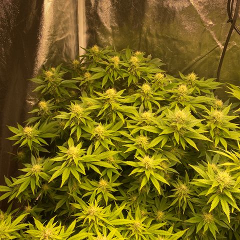 Mimosa Evo #2 growlog timeline photo