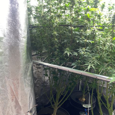 Mimosa Evo #2 growlog timeline photo