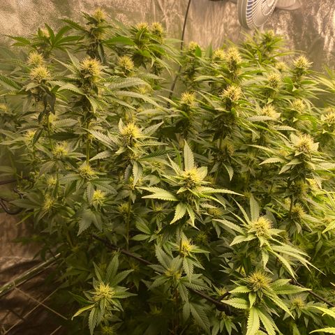 Mimosa Evo #2 growlog timeline photo