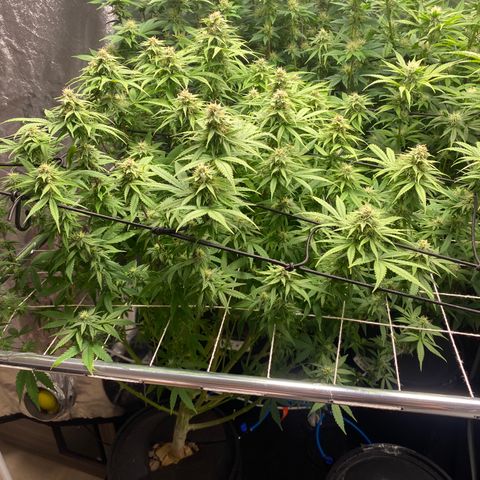 Medical Grape CBD #2 growlog timeline photo