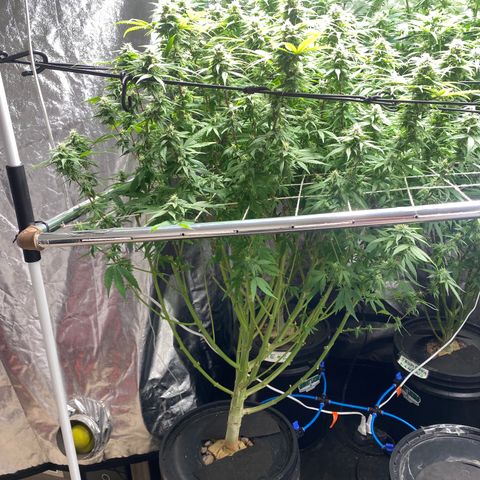 Medical Grape CBD #2 growlog timeline photo