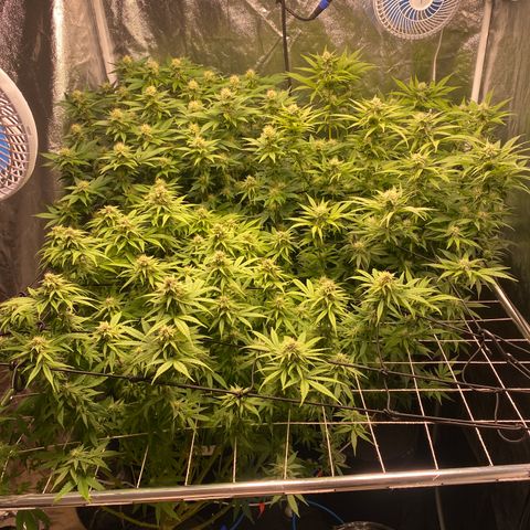 Medical Grape CBD #2 growlog timeline photo