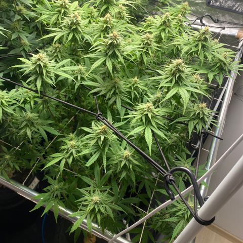 Medical Grape CBD #2 growlog timeline photo