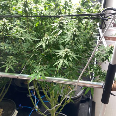 Medical Grape CBD #2 growlog timeline photo