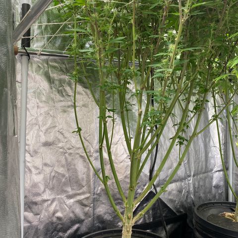 Mimosa Evo #2 growlog timeline photo