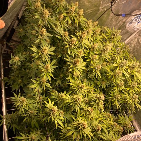 Mimosa Evo #2 growlog timeline photo