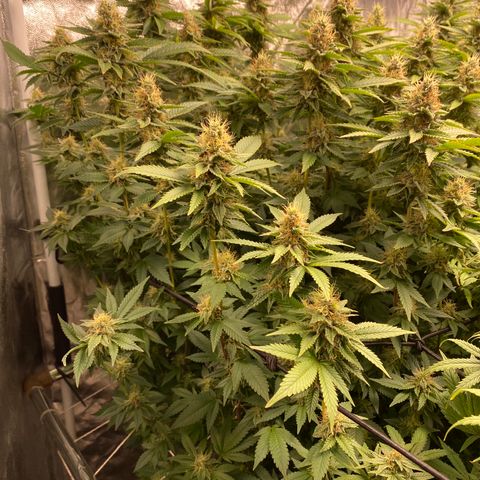 Mimosa Evo #2 growlog timeline photo