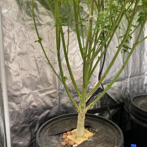 Mimosa Evo #2 growlog timeline photo