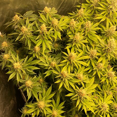 Mimosa Evo #2 growlog timeline photo