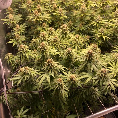 Medical Grape CBD #2 growlog timeline photo