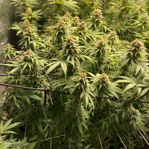 Medical Grape CBD #2 growlog timeline photo